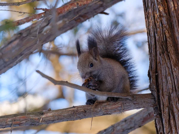 One Squirrel Winter Hokkaido — Stock Photo, Image