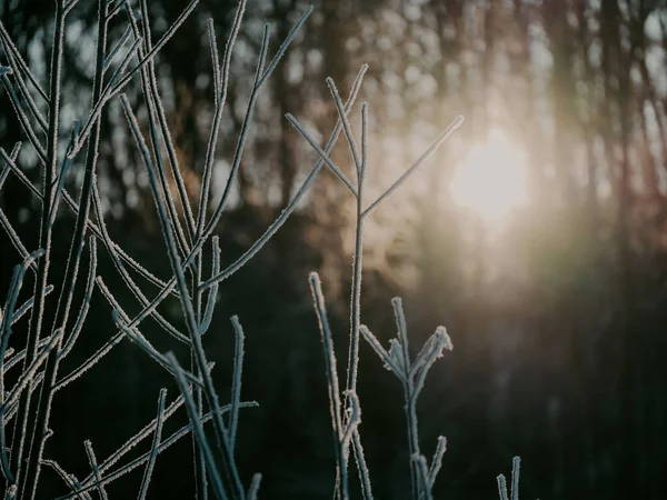 Rostlina Východ Slunce Zimě — Stock fotografie