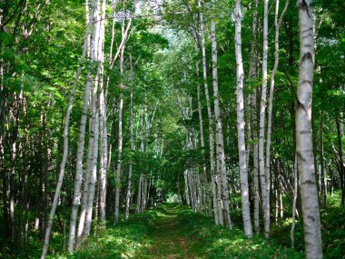 white birch lined street in forest
