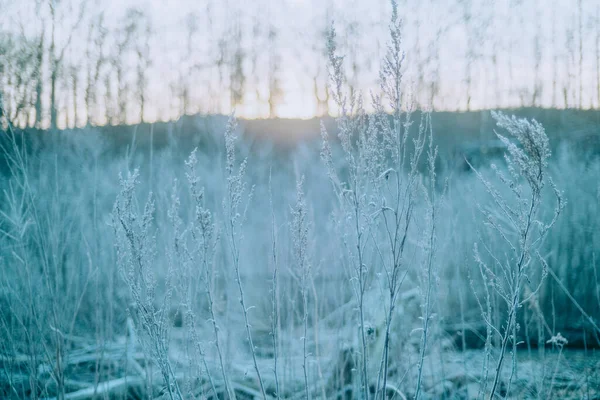 Frost Grass Winter Morning — Stock Photo, Image