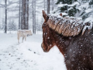 Dosanko atı kış otlağında