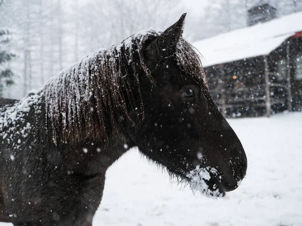 Dosanko Häst Vinter Betesmark — Stockfoto