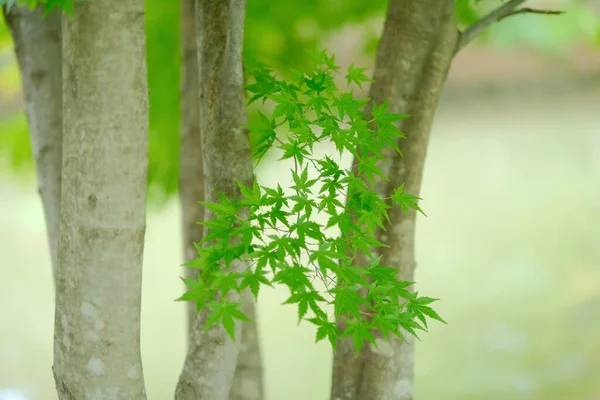 Grüne Herbstblätter Hokkaido — Stockfoto