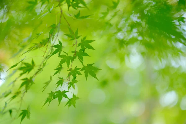 Feuilles Automne Vertes Dans Hokkaido — Photo