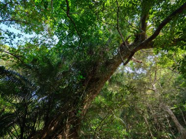 İriomtoe adasındaki kuş beyinli nehir ormanı.