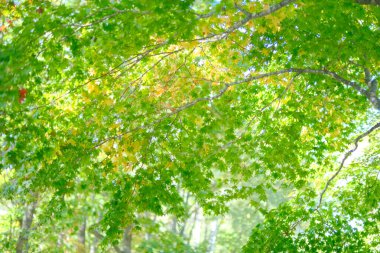 Hokkaido 'da yeşil sonbahar yaprakları