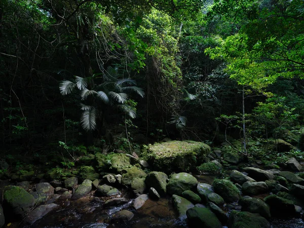 Jutunská Džungle Ostrově Iriomtoe — Stock fotografie