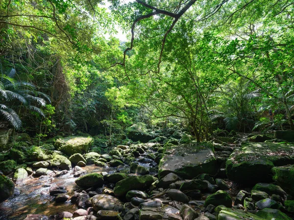 Yutun River Dschungel Auf Iriomtoe Insel — Stockfoto