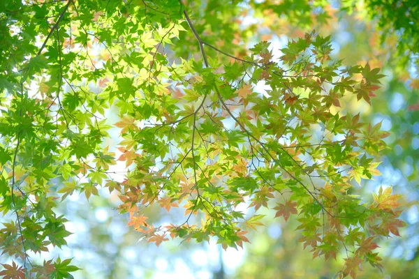 Green Autumn Leaves Hokkaido — Stock Photo, Image