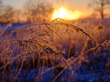 cold winter morning in hokkaido