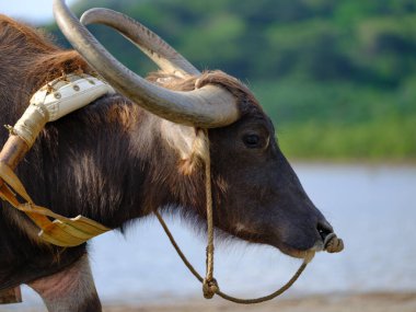 İriomote adasında bufalo yükü