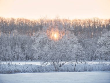 kışın kapalı ağacı süsleyin