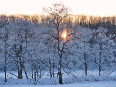 kışın kapalı ağacı süsleyin