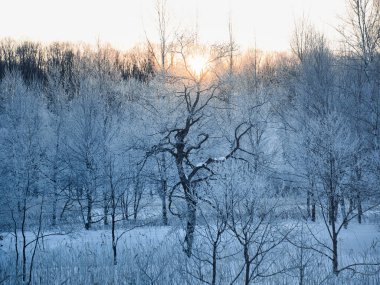 kışın kapalı ağacı süsleyin