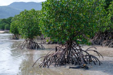 İriomote adasında ilmek kökü mangrov ağacı 