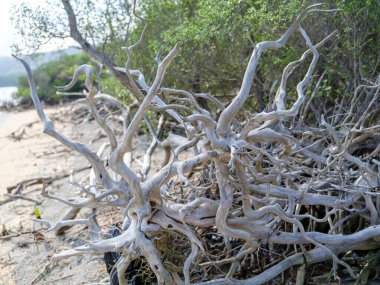 İriomote adasında ilmek kökü mangrov ağacı 