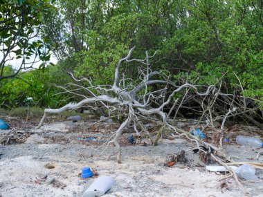 İriomote adasında ilmek kökü mangrov ağacı 