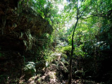 İriomote Adası Okinawa 'da orman