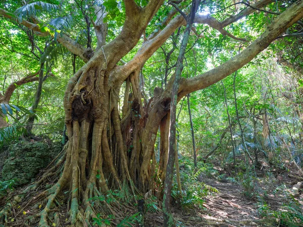 Ζούγκλα Στο Νησί Iriomote Okinawa — Φωτογραφία Αρχείου