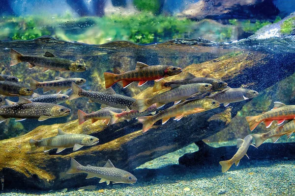 Pesce Roccia Una Specie Trota — Foto Stock