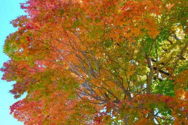 Hokkaido japan 'da sonbahar yaprakları