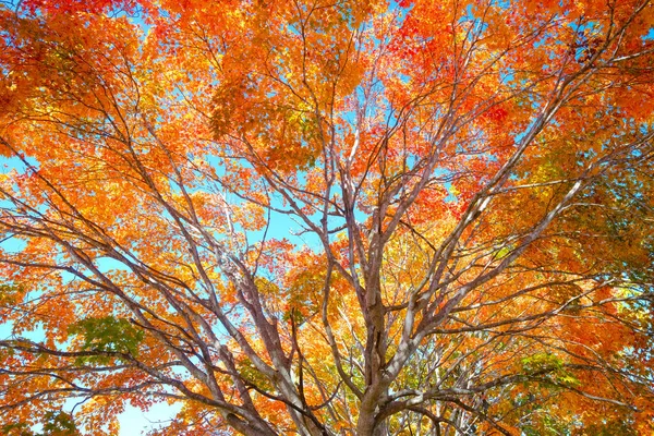 Hokkaido japan 'da sonbahar yaprakları