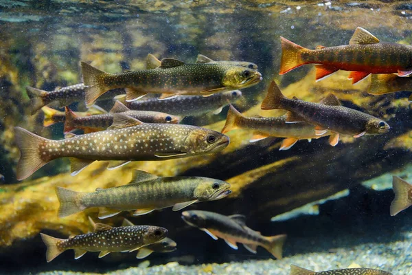 岩魚やマスは — ストック写真