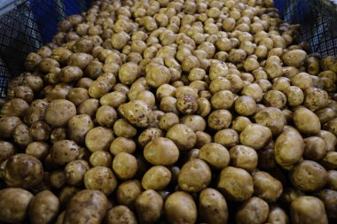 Bir sürü patates nakledildi.