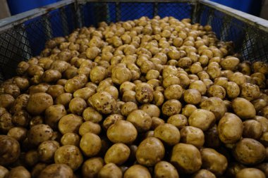Bir sürü patates nakledildi.