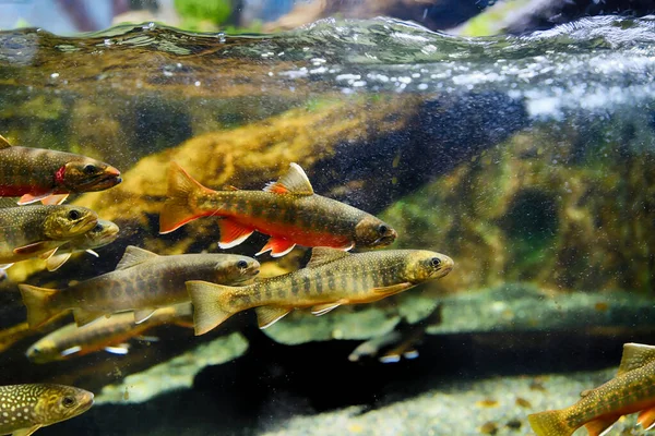 Скельна Риба Різновид Форелі — стокове фото