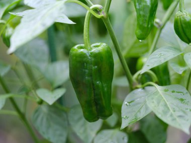 Yaz bahçesinde yeşil biber