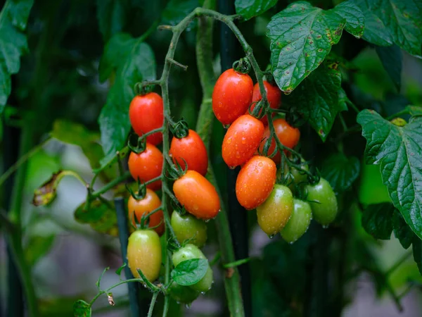 mini tomato in summer garden
