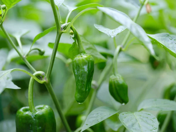 green pepper in summer garden