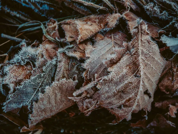 Hierba Muerta Invierno Hokkaido — Foto de Stock