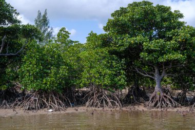 İriomote adasında ilmek kökü mangrov ağacı 