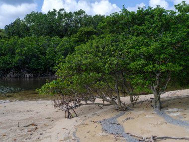 İriomote adasında ilmek kökü mangrov ağacı 