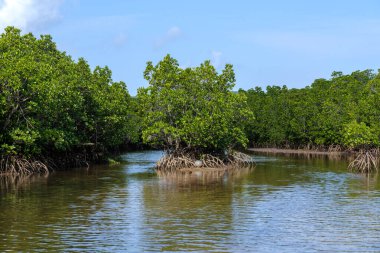 İriomote adasında ilmek kökü mangrov ağacı 
