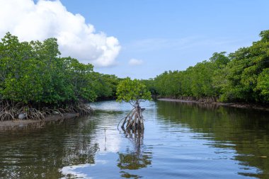İriomote adasında ilmek kökü mangrov ağacı 