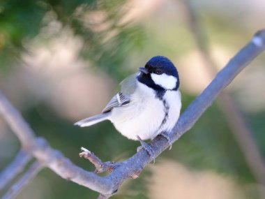 willow tit in autumn forest