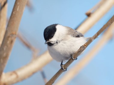 willow tit in autumn forest