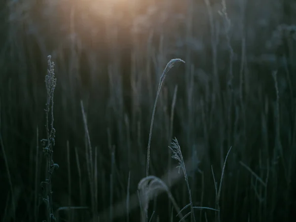 Мертва Рослина Взимку Вранці — стокове фото