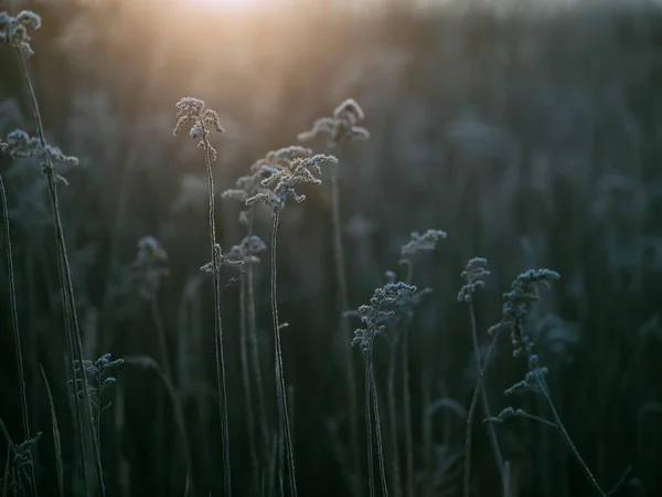 Planta Muerta Mañana Invierno — Foto de Stock