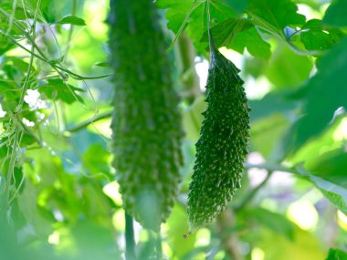 Okinawa yazında kavun