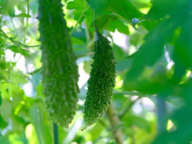 Okinawa yazında kavun