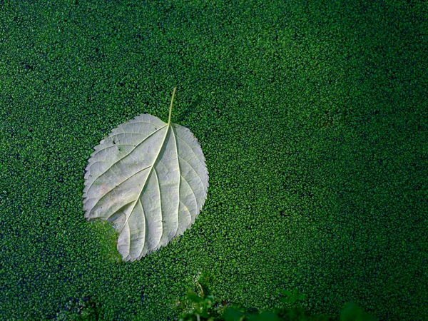 Fallen Leaves Floating Green Algae — Stock Photo, Image