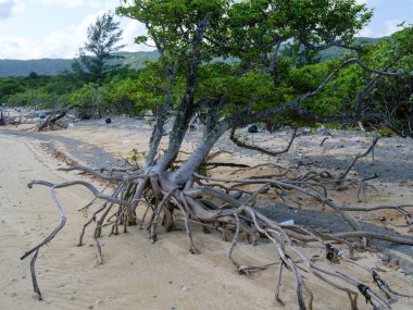 İriomote adasında ilmek kökü mangrov ağacı 