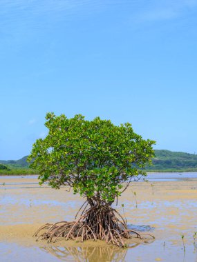 İriomote adasında ilmek kökü mangrov ağacı 