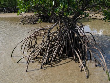 İriomote adasında ilmek kökü mangrov ağacı 