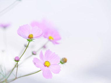 Sonbaharda kozmos çiçeği hokkaido 