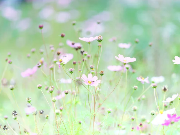Flor Cosmos Outono Hokkaido — Fotografia de Stock